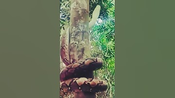 Big Snake 🐍 #climbing #tree #cobra #viral #shorts