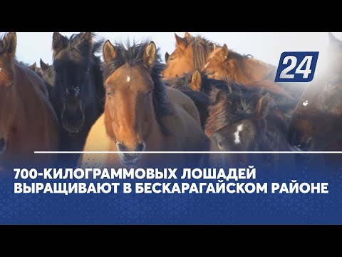 700-килограммовых лошадей выращивают в Бескарагайском районе