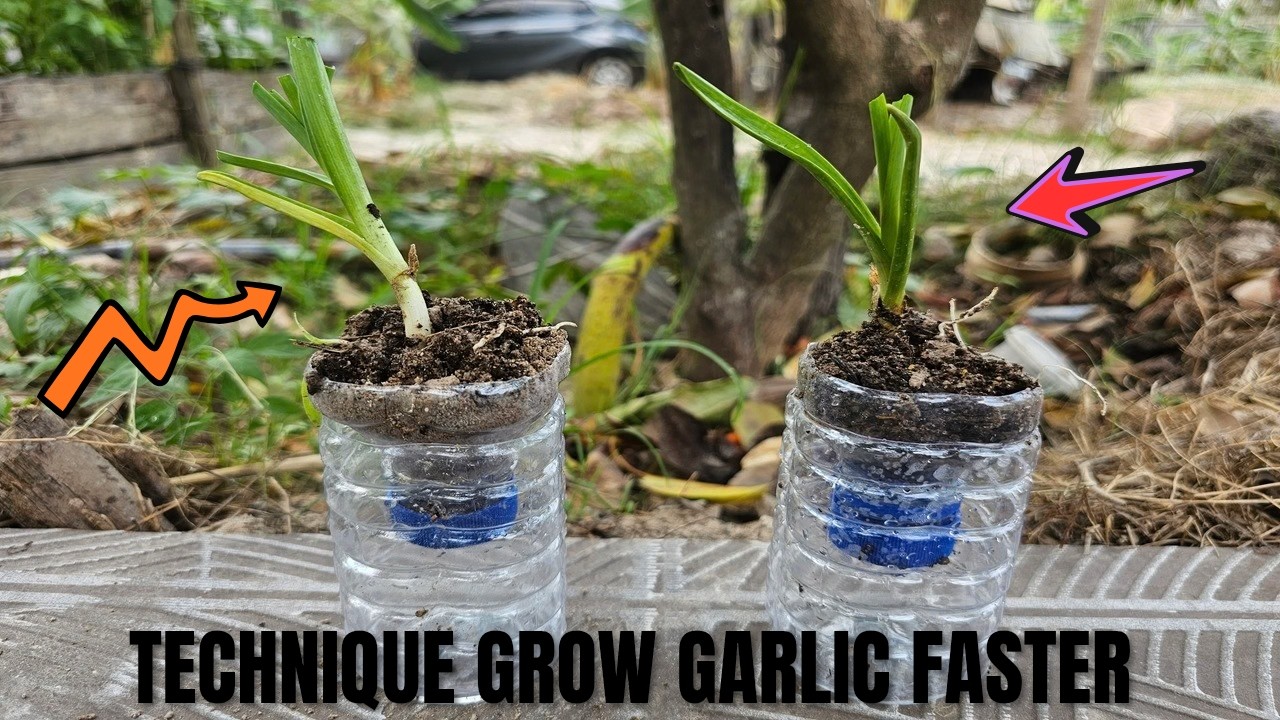 TECHNIQUE GROW GARLIC FASTER