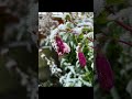 After a couple of light frosts we’ve now had a hard frost and the garden is falling asleep. #garden