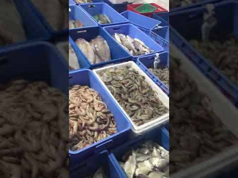 أفضل أنواع الأسماك في المدينه المنوره