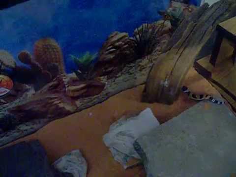 rejected by remote side smart leopard gecko feeding time