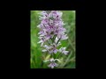 Cleethorpes Dune Orchid Walk with Mick Binnion