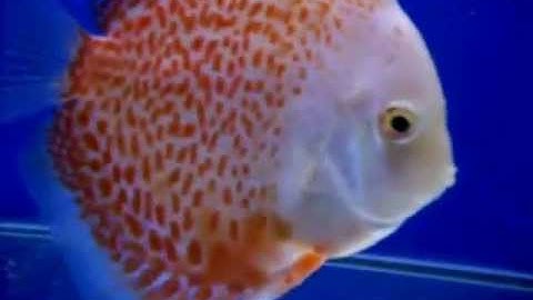 Cá Dĩa Snow Mountain Leopard - Thiên Đường Cá Cảnh