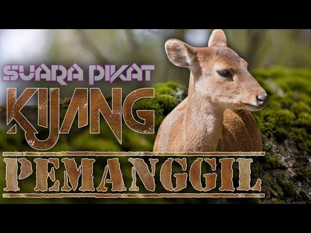 Mp3 Pemanggil Kijang Ampuh Untuk Berburu Dialam Liar class=