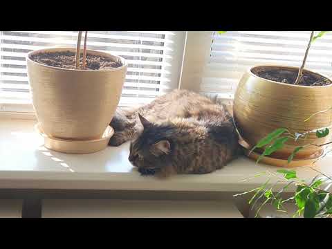 funny-and-cute-cat-|-cute-siberian-cat-video-2020