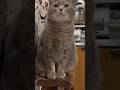 孫に見つからないように散歩にゆくつもりが.. 直ぐに見つかり一緒に出て.. ボクは行かないと動かない猫…【さっちゃんとおばあちゃんの散歩・1120日目】… #さっちゃん #保護猫 #かぜのねこ