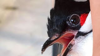 Download Lagu Mikat kutilang jambul malaysia Thailand Red whiskered bulbul MP3