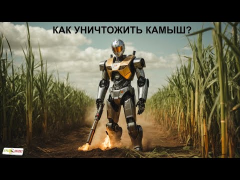 Как уничтожить камыш?