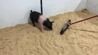 23-3 Hamp gilt