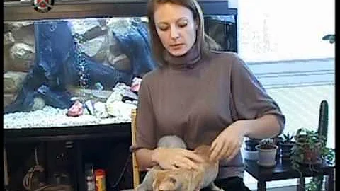 Watch the video about Peterbald and Siamese cattery