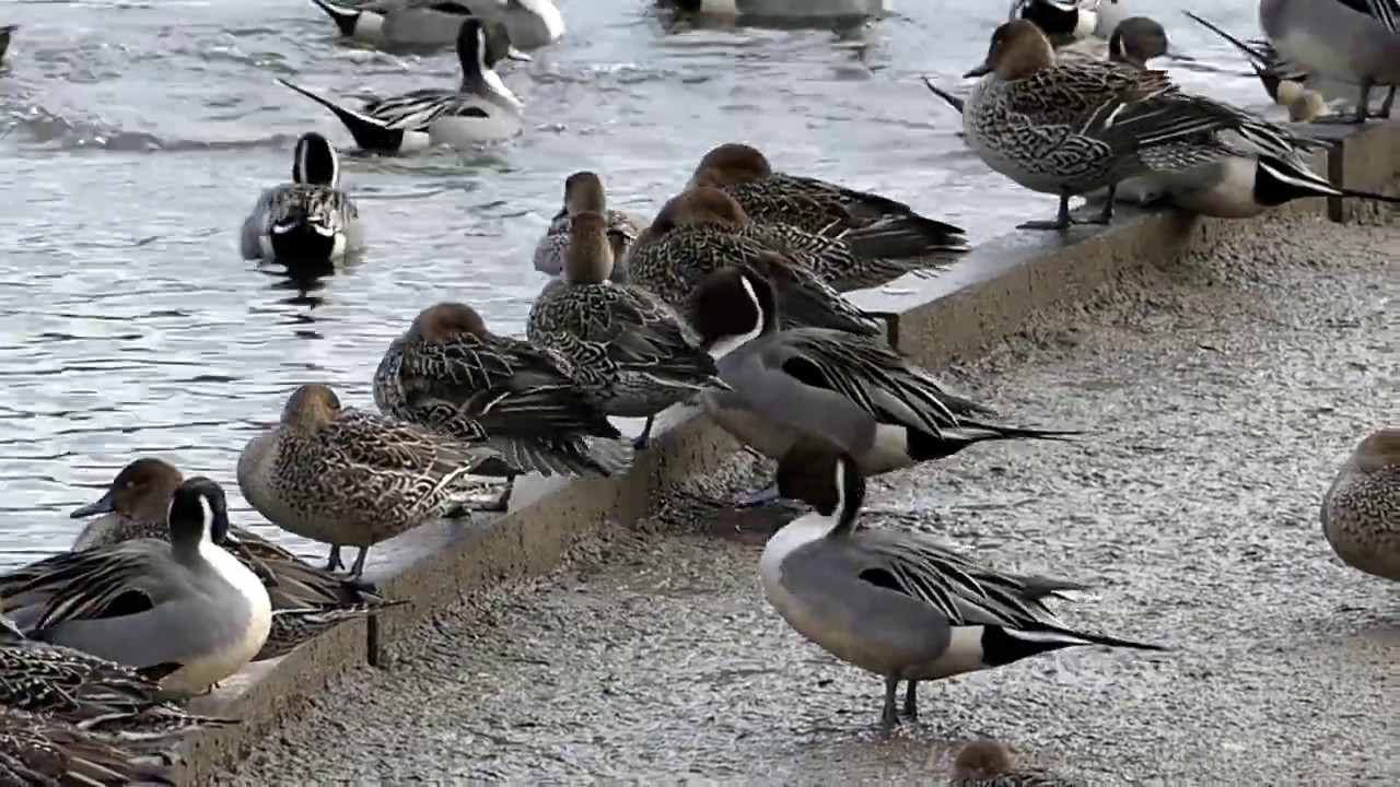 Northern Pintail Female Attacks Male 