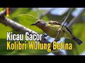 Kicau Gacor Kolibri Wulung Betina Pancingan Memangil Jantan