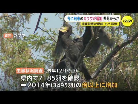 冬に飛来のカワウが増加　県外からか　漁業被害が深刻「もう悲惨」　宮島ではフンで木が枯れる所も