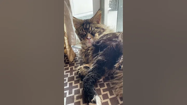 Video 10273281: mainecooncat mainecoons cat, mainecoon cat kitten kitty, kitten cat funnycat mainecoon, funnycatvideos mainecoons, sleepy kitty, big kitty