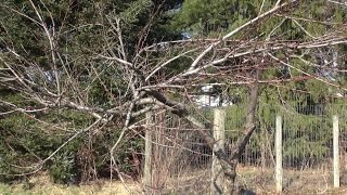 Pruning A Rather Sad Peach Tree