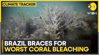 Extremely warm waters damage Coral Reefs | Climate Tracker | WION