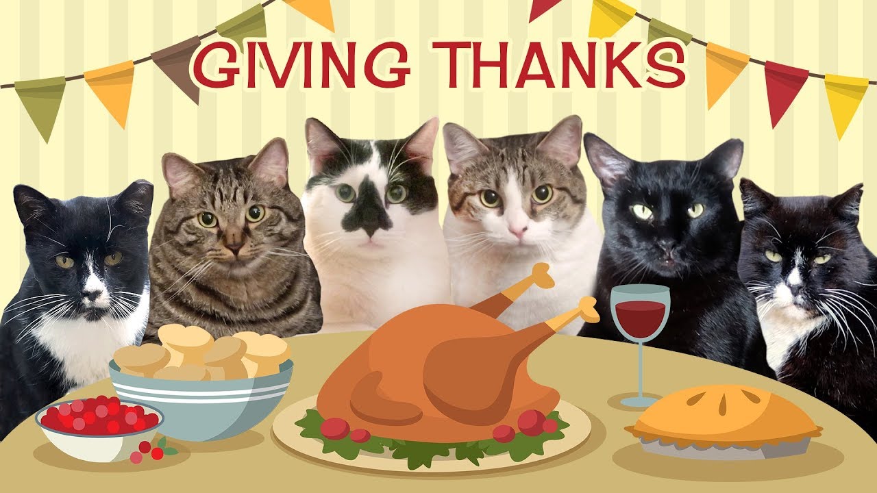 Meet Our Friends Giving Thanks 2019 Thanksgiving Cute Cats Compilation Youtube