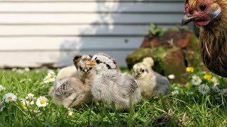 These Are The Cutest Baby Birds! 😍