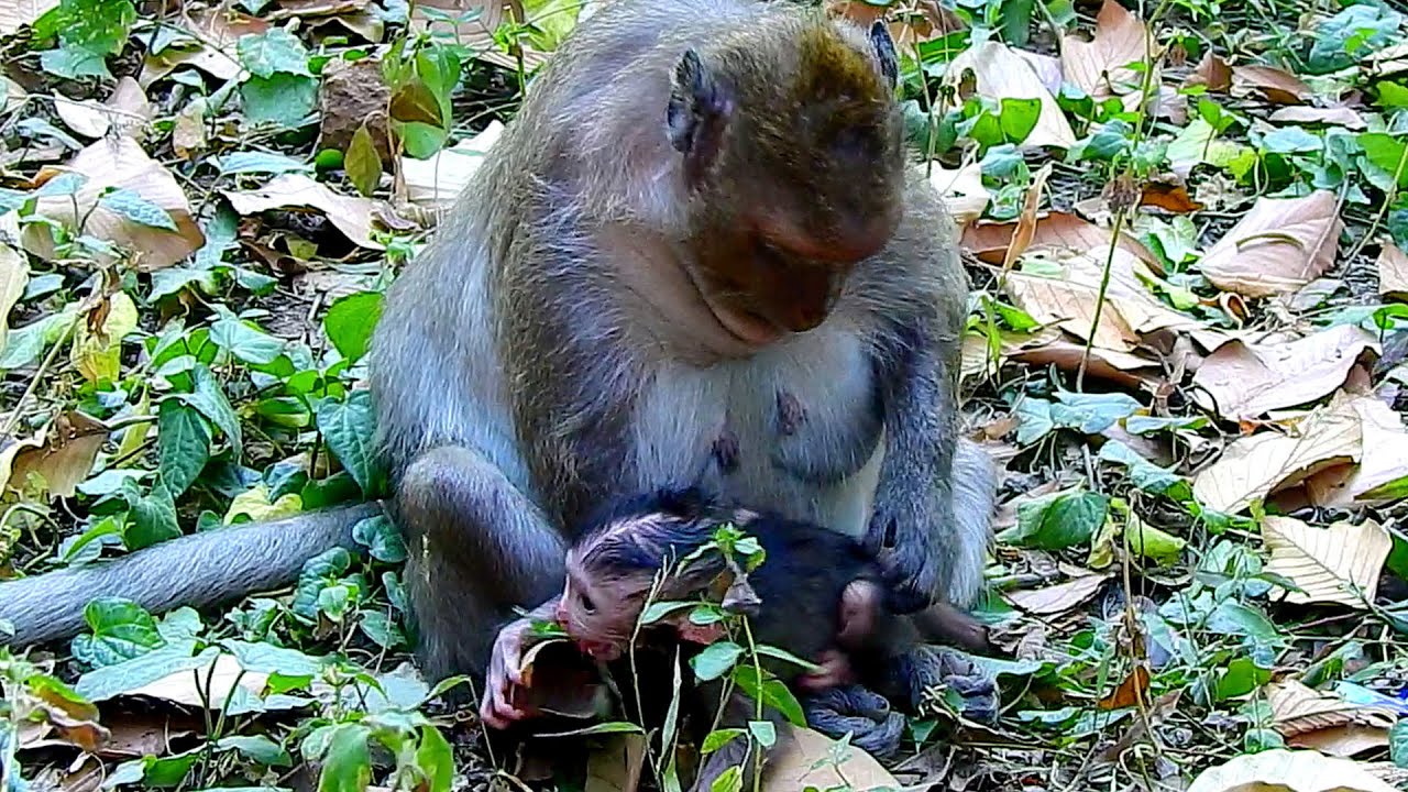 It`s worst..Jinx is problem put her newly baby encourage walking even he str_uggle cr_ied not able.