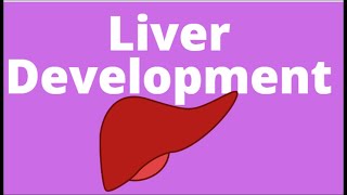 Development of Liver | Embryology | Hepatic Bud | Endoderm of foregut | Hepatoblasts |