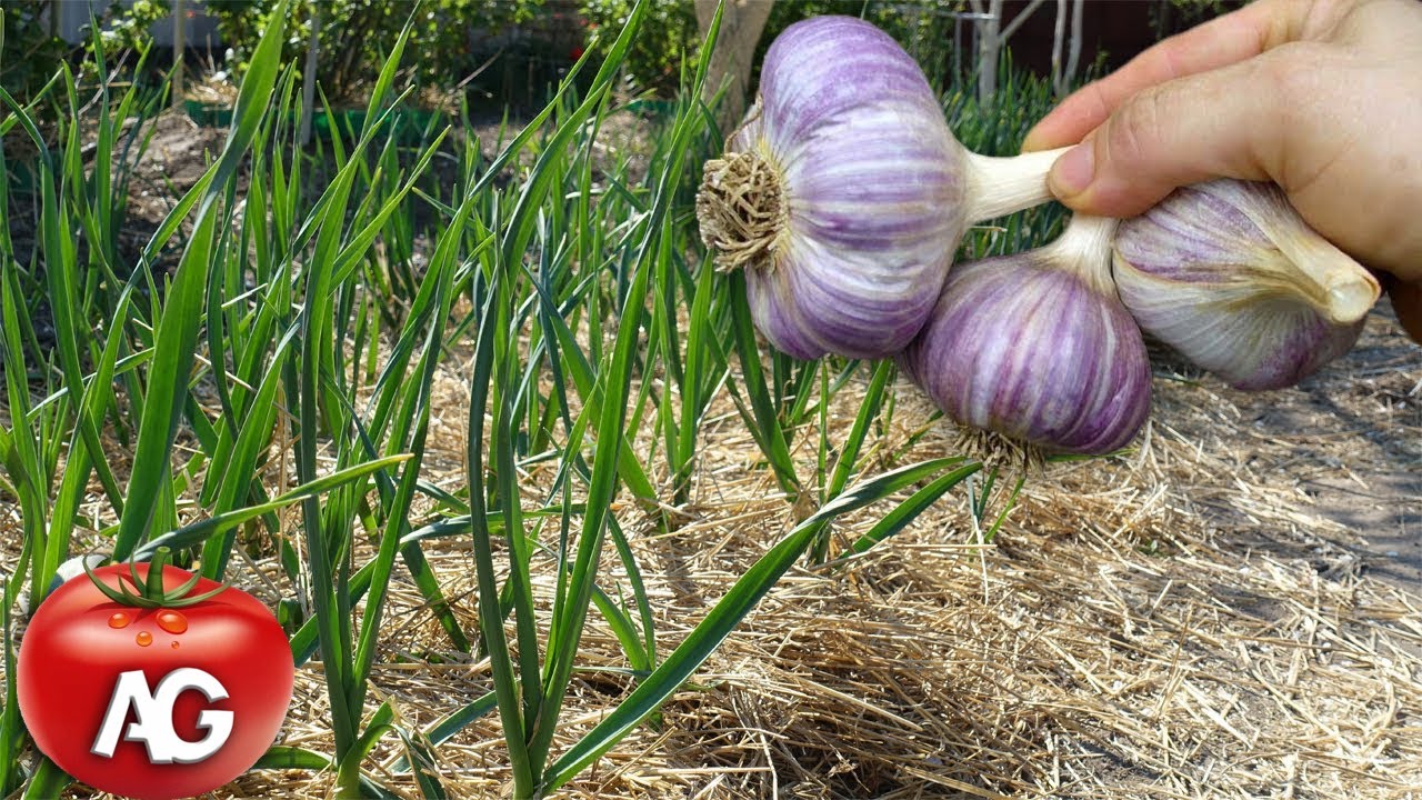 6 TIPS FOR GROWING GARLIC TO GET GARLIC THE SIZE OF AN APPLE YouTube
