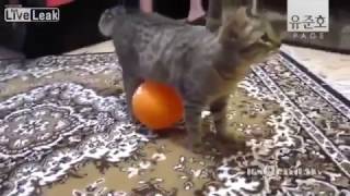 [YooJunHo Dubbing] Gave the Cat a Dragonball