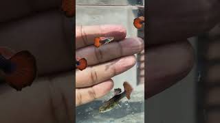 Brazilian Red Rose for sale. #nature #farming #guppyfish #guppies #mobile