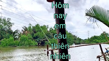 ✅ Cám DF câu cá thiên nhiên sông Sài Gòn, Bình Chánh ngày nước xấu | DUY FISHING