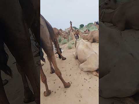 مجموعة من الجمال تنتظر الشاحنة الجمال واقفة بهدوء في مكان مفتوح بعضها جالس على الأرض