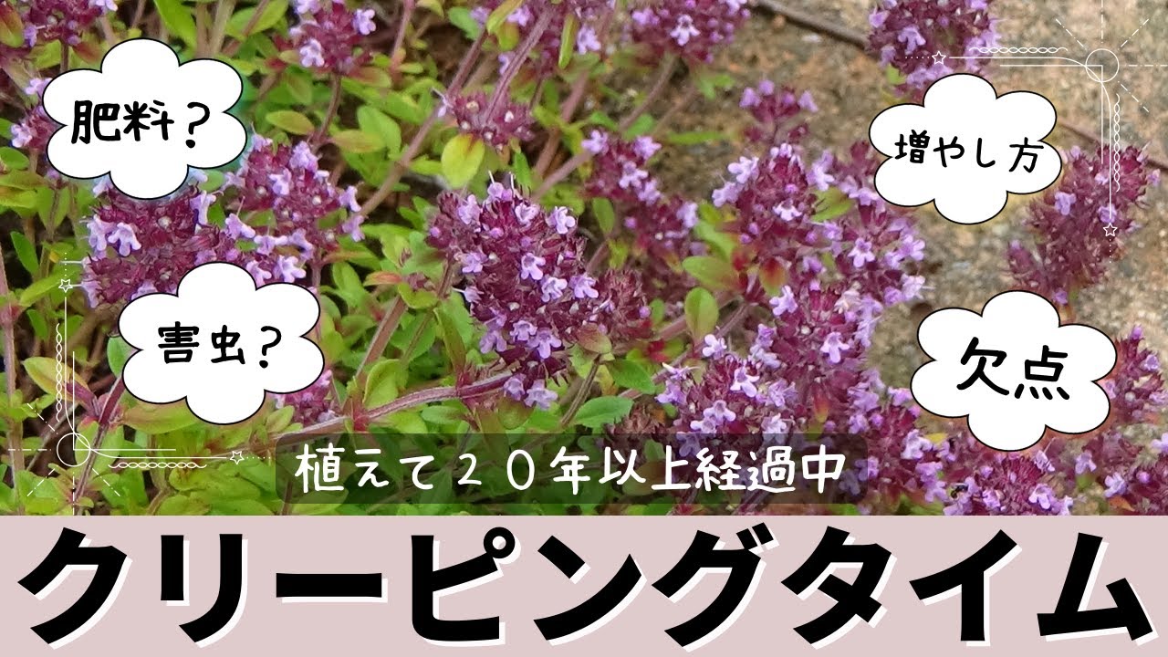 クリーピングタイムの育て方、肥料、増やし方、デメリット【グランドカバー】【ガーデニング】【雑草対策】【イブキジャコウソウ】【ロンギカウリス】