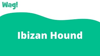 Ibizan Hound | Wag!