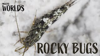 Microworlds: Bugs—Bugs on the Rocks