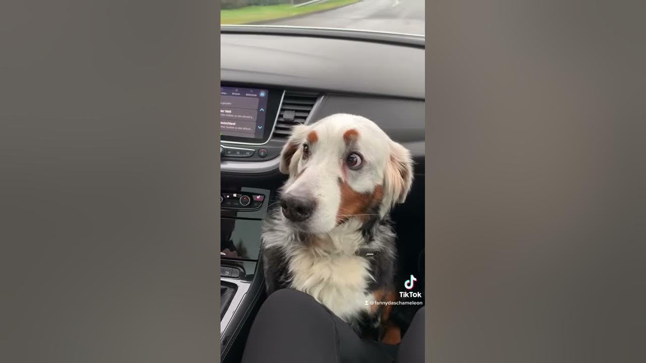 Nervous puppy YouTube