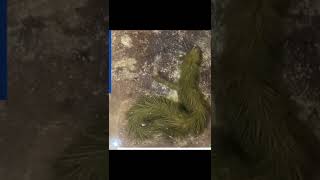 Beautiful Furry Snake Of Thailand