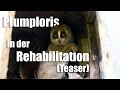 Plumploris in der Rehabilitation (Teaser)