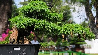 Tamarind Bonsai Trees, A Tropical Favorite