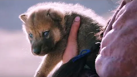Wolf Totem -- Official Trailer #1 2015 -- Regal Cinemas [HD]