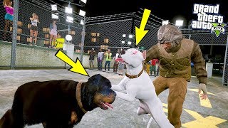 BEYAZ PİTBULL JACK ROTTWEILER İLE KAFES DÖVÜŞÜ YAPIYOR! - GTA 5