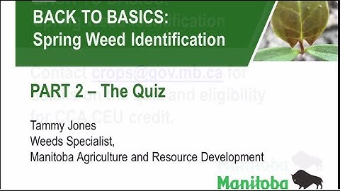 Spring Weed Identification   Part 2 Quizz