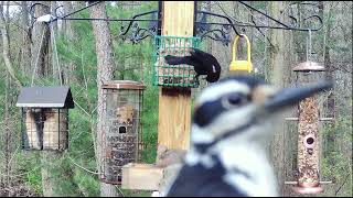 Close up encounter with Male Hairy Woodpecker at Woods' Edge!  Nunica, MI