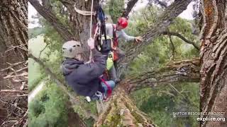Decorah Eagles Building An Eagle Nest - John Howe Discusses N2B