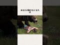 野外でクマに襲われたらどうする？#3d #雑学#映画