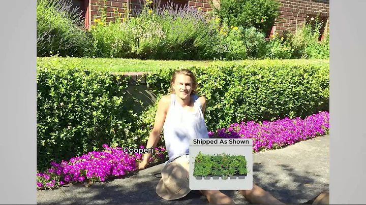 Roberta's 18-piece Hardy Succulent Flowering Ice P...