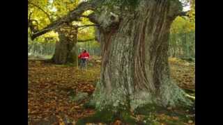 El Tiemblo (Avila):Bosque de castaños singulares