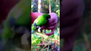 mikat burung cucak ijo jumbo