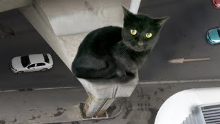 小黑猫听信喵界谣言梦想成真但被困高架桥