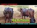 5 बड़ी बड़ी दूध वाली भैंसें - 5  Biggest Udder Milking Murrah Buffaloes - Owner Ombir Pandwan