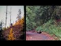 Two lesser known bigfoot photos that may surprise you