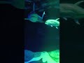 Sharks in the City — New York AquariumSharks #NewYorkAquarium #OceanWonders #ConeyIsland